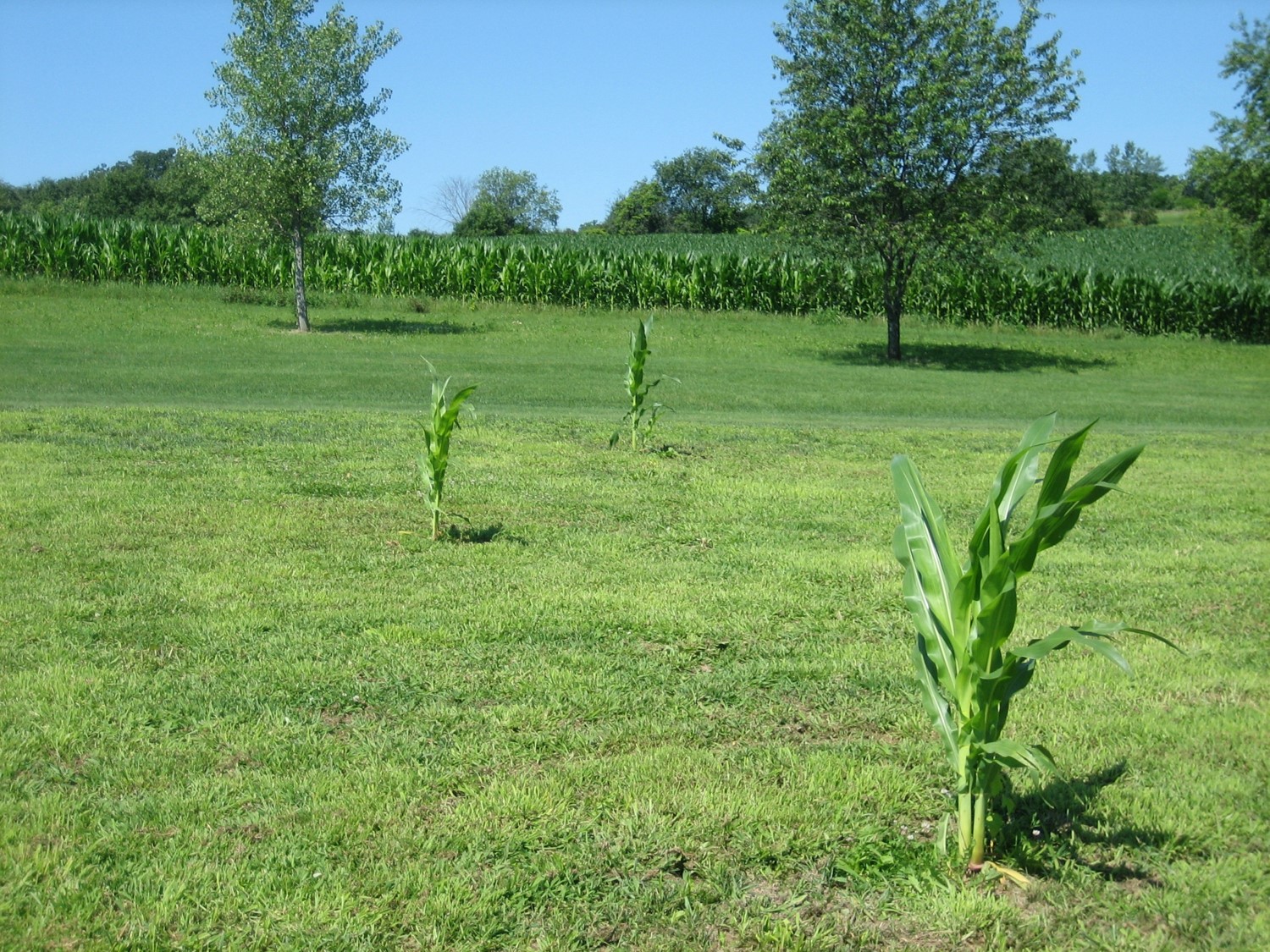corn stock